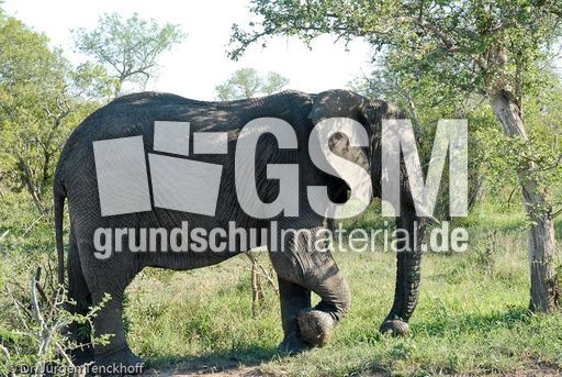 Afrikanischer Elefant (52 von 131).jpg